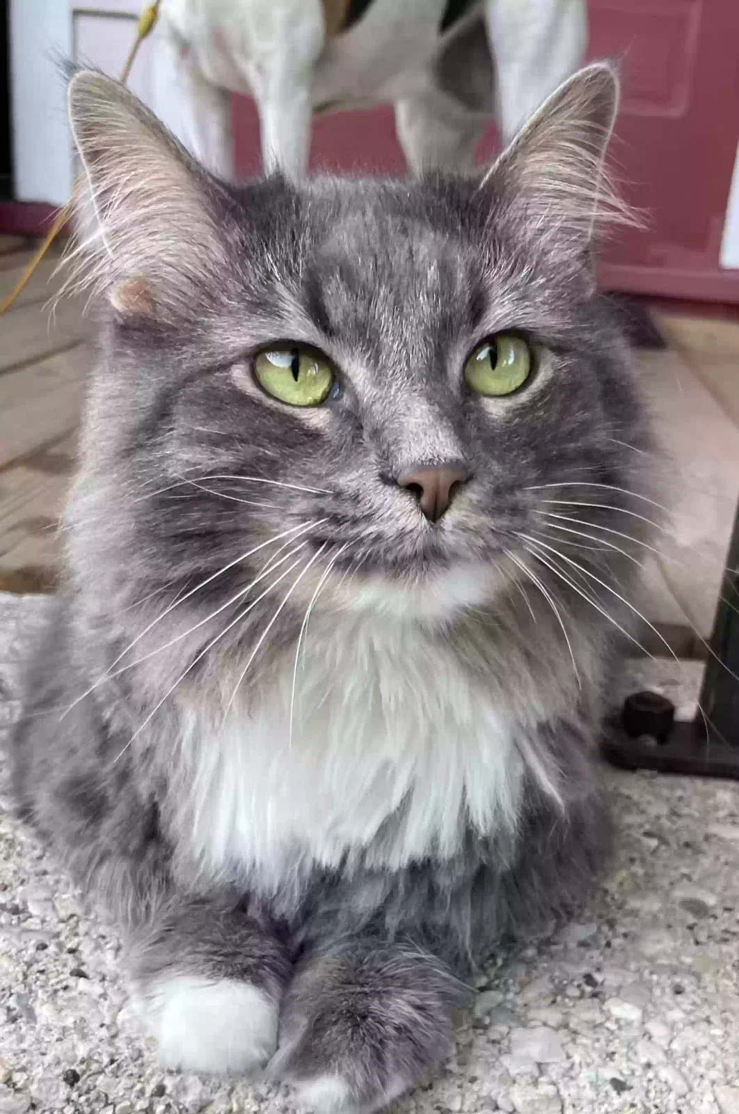 Lost cat in Oshkosh, WI, 54901