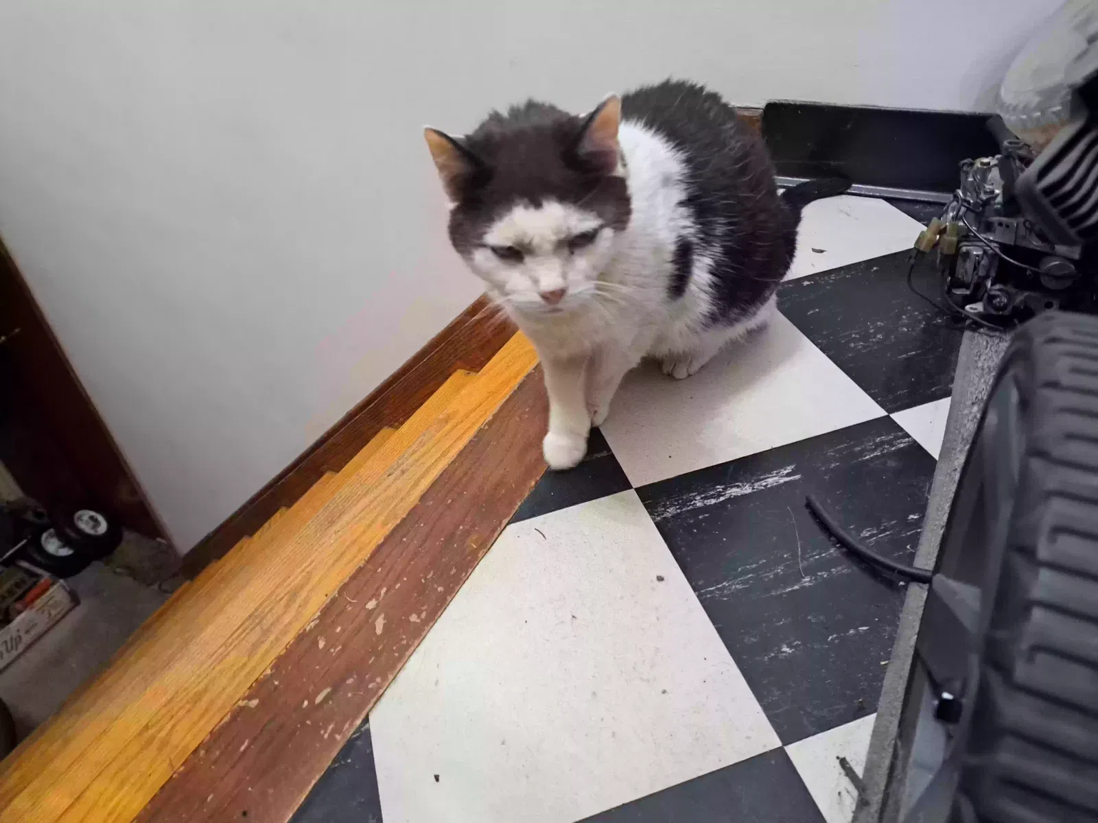 Found cat in Allison Park, PA, 15101