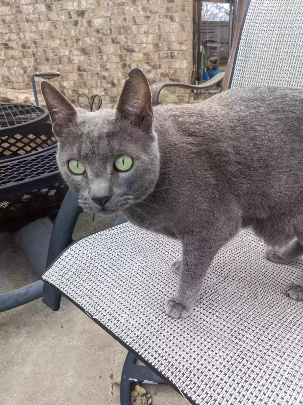 Lost cat in Southlake, TX, 76092