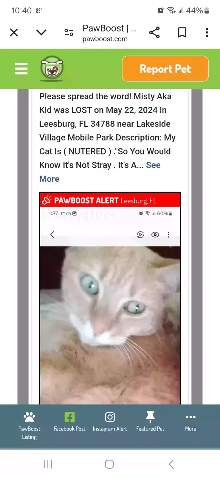 Lost cat in Leesburg, FL, 34788