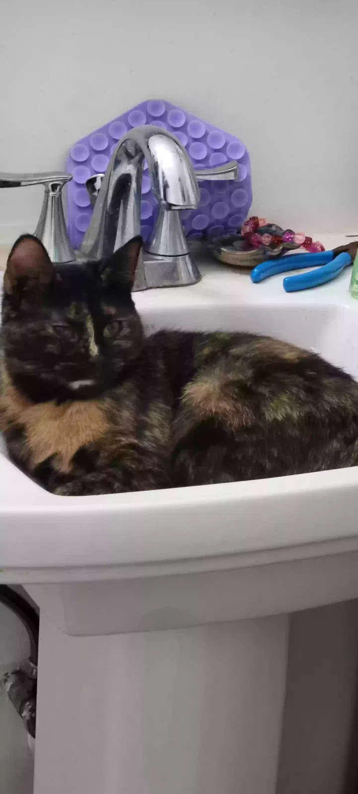 Lost cat in Hampton, VA, 23661