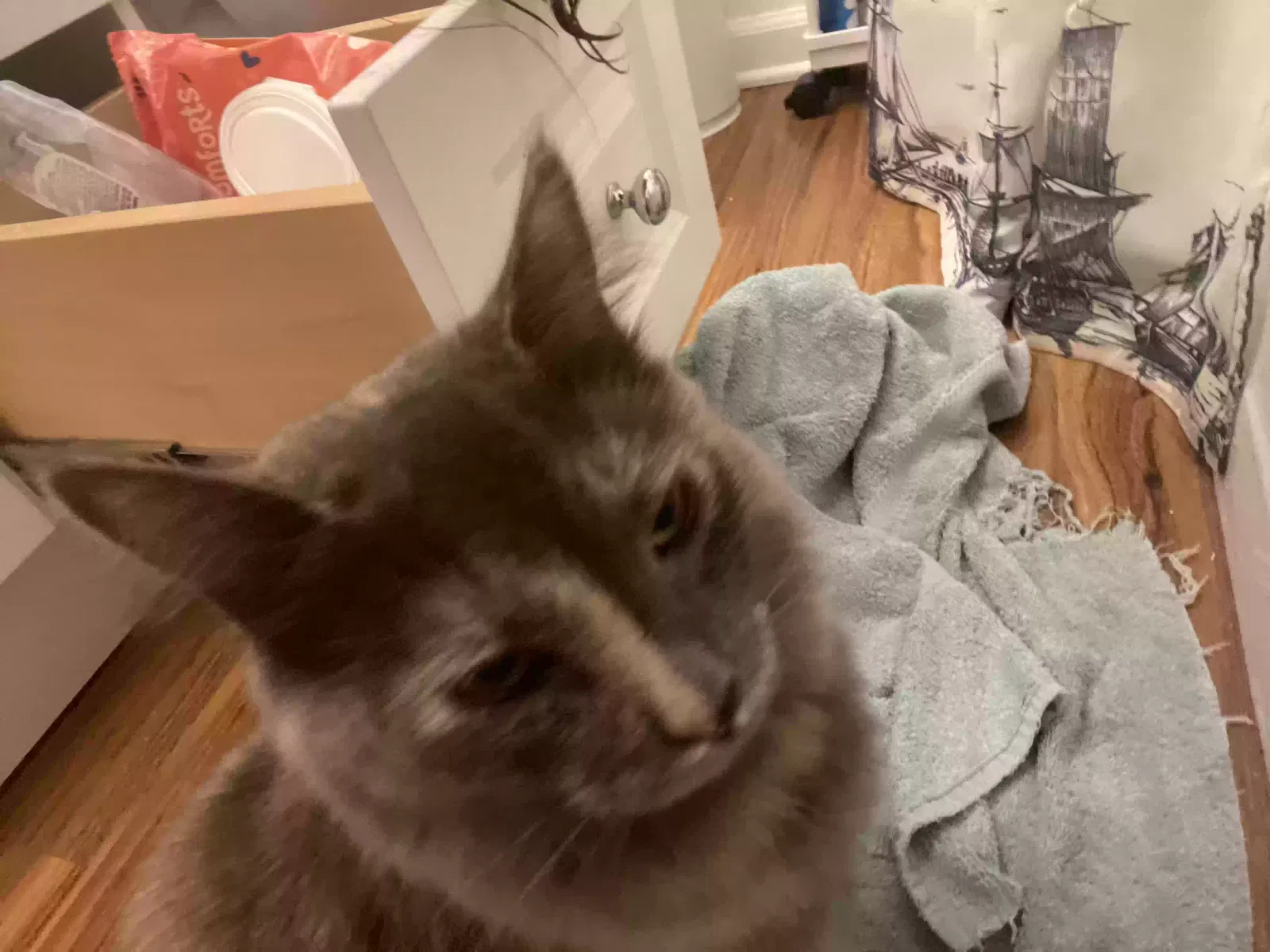 Lost cat in Lancaster, OH, 43130