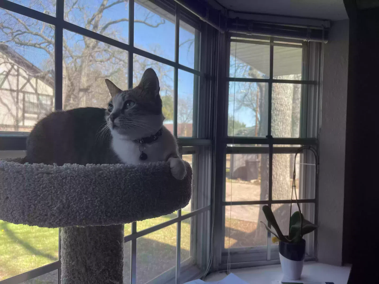 Lost cat in Euless, TX, 76040