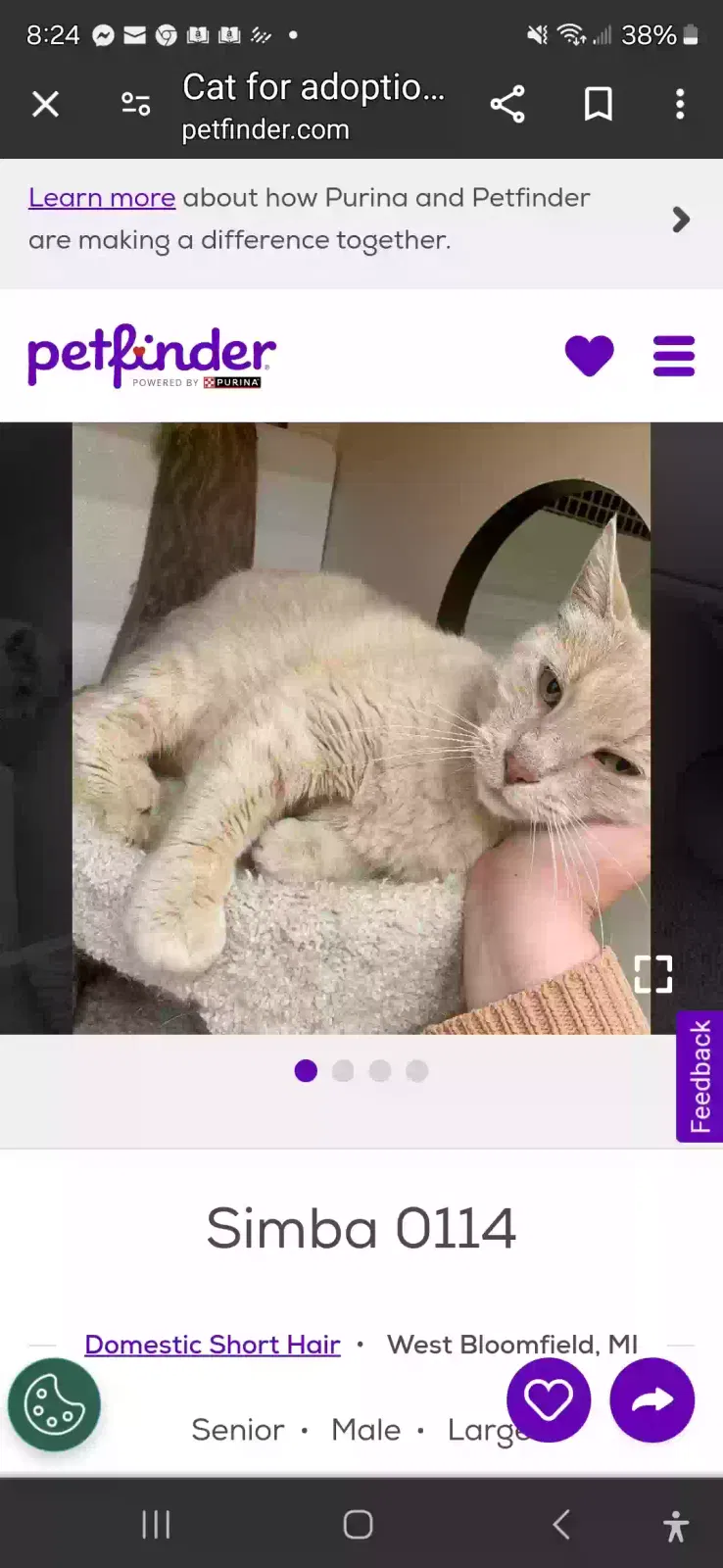 Lost cat in Dimondale, MI, 48821