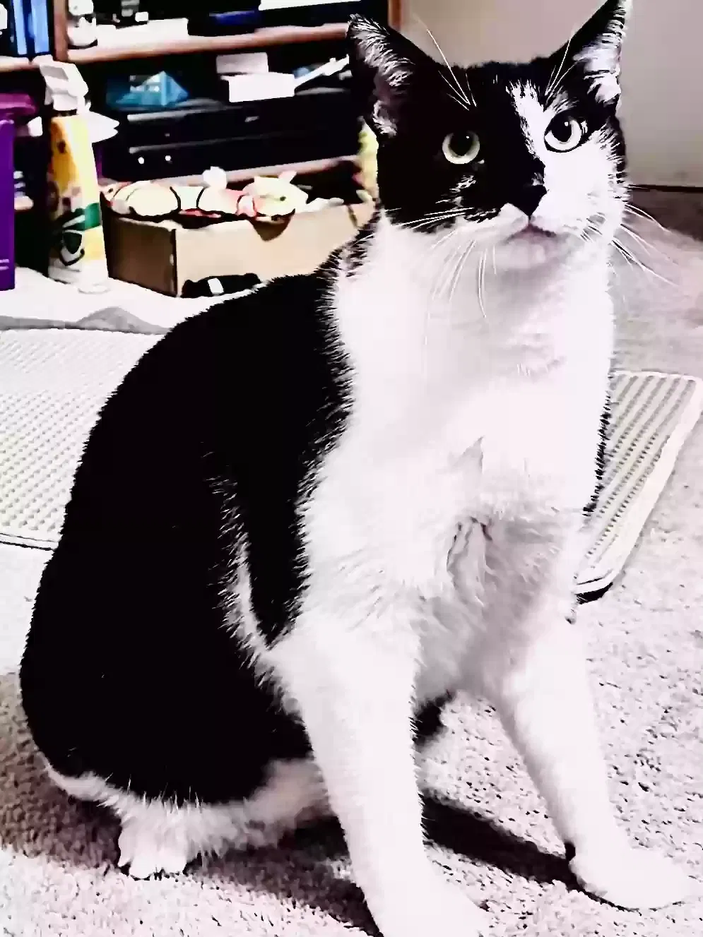 Lost cat in San Diego, CA, 92126
