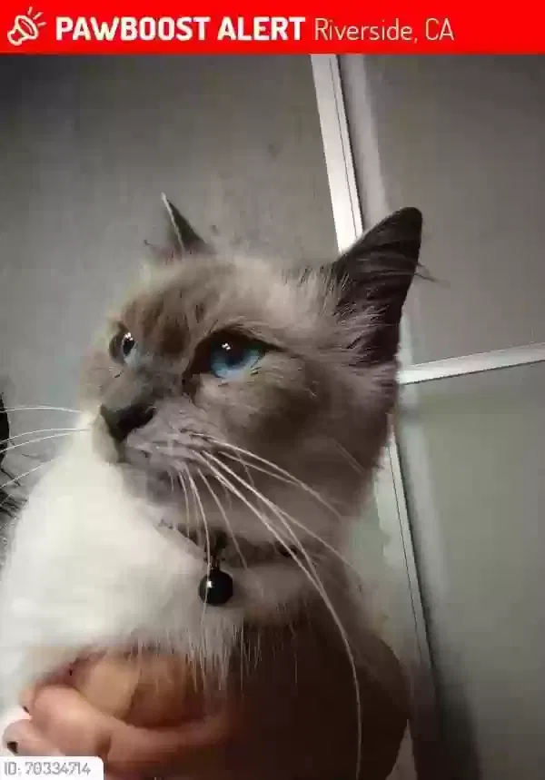 Lost cat in Riverside, CA, 92504