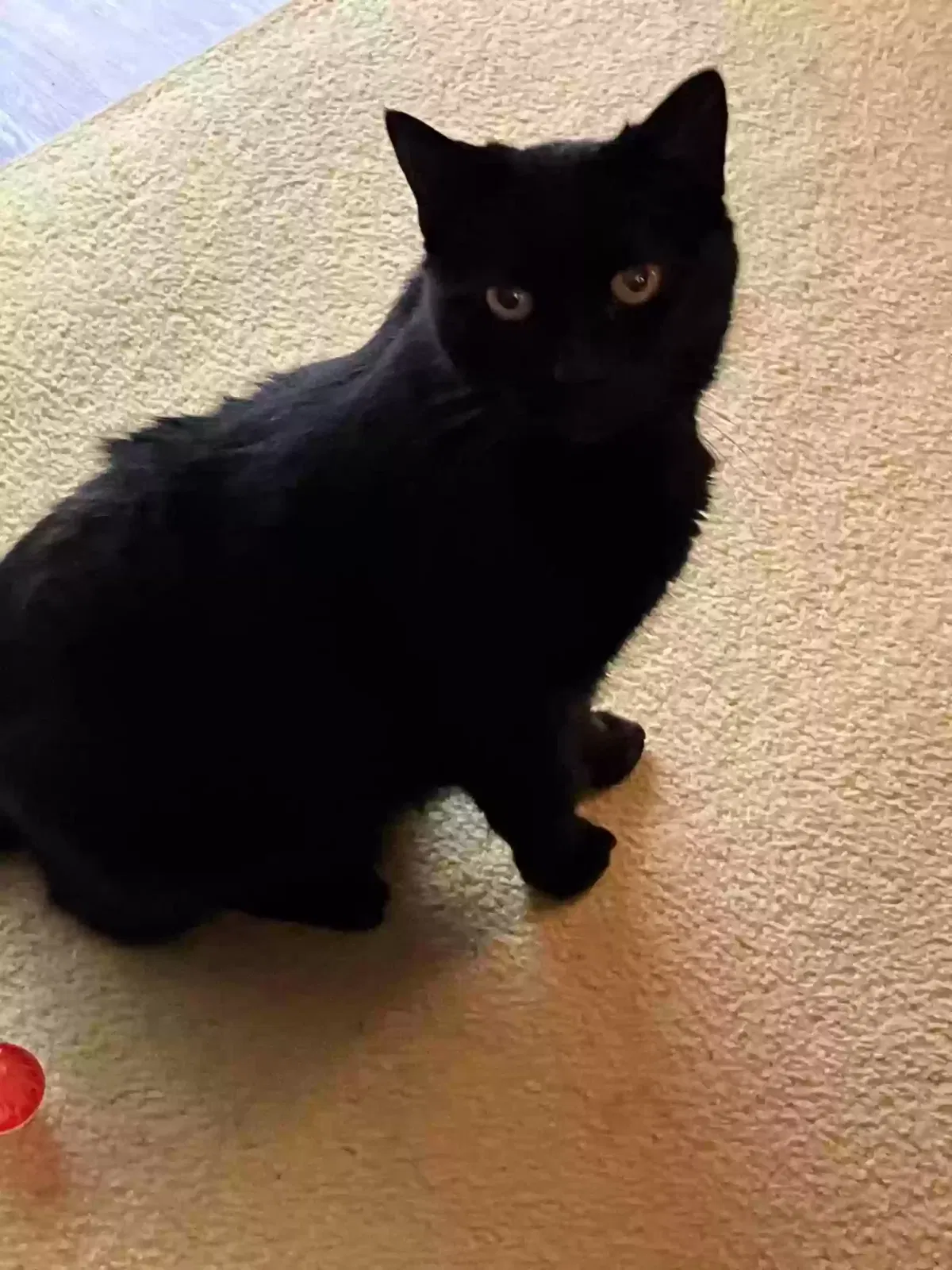 Lost cat in Milford, OH, 45150