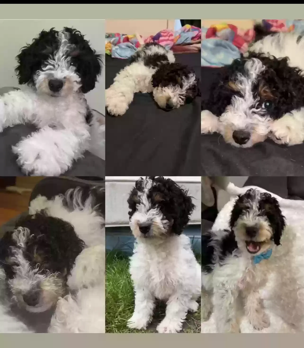 Lost dog in Irvington, NJ, 7111