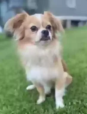 Lost dog in Westwego, LA, 70094