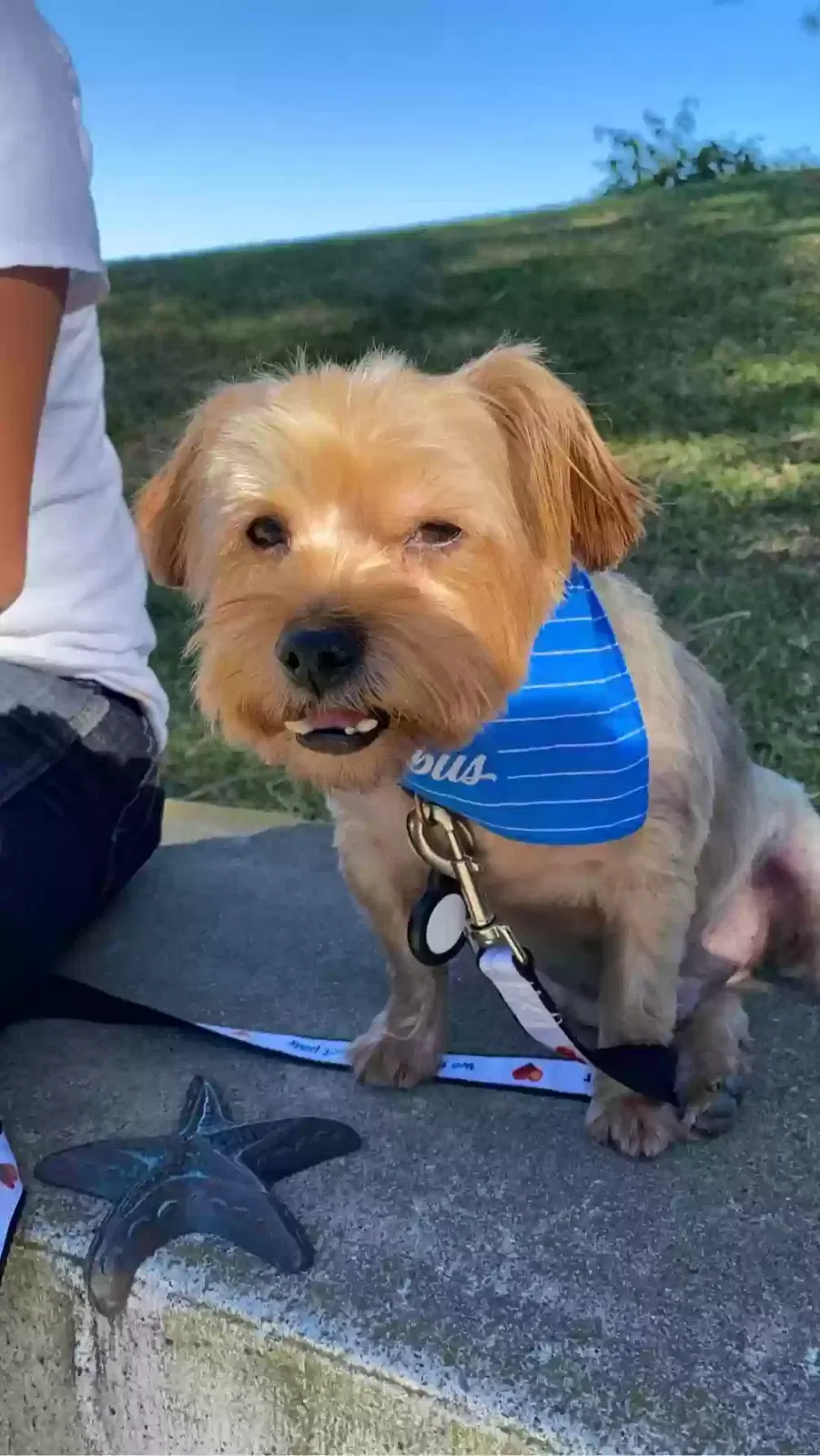 Lost dog in Loma Linda, CA, 92350