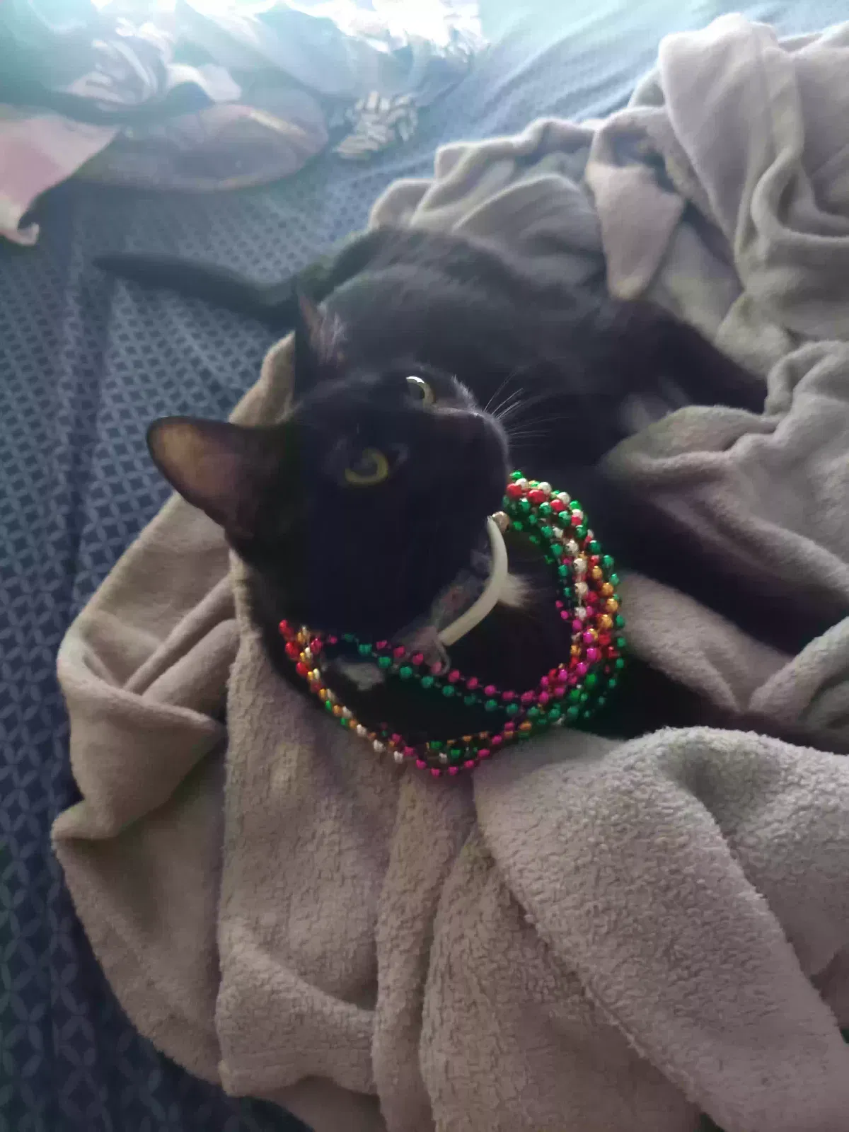 Lost cat in Magnolia, TX, 77354