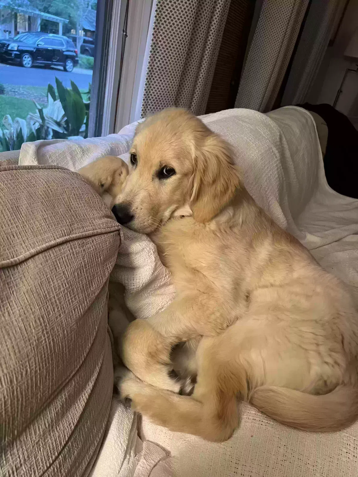 Lost dog in Baton Rouge, LA, 70808