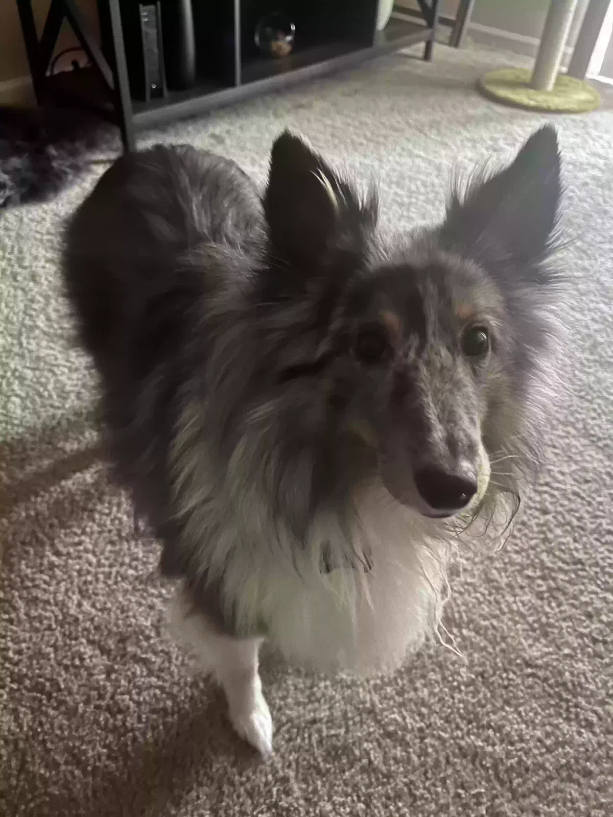 Lost dog in Williamsport, OH, 43164
