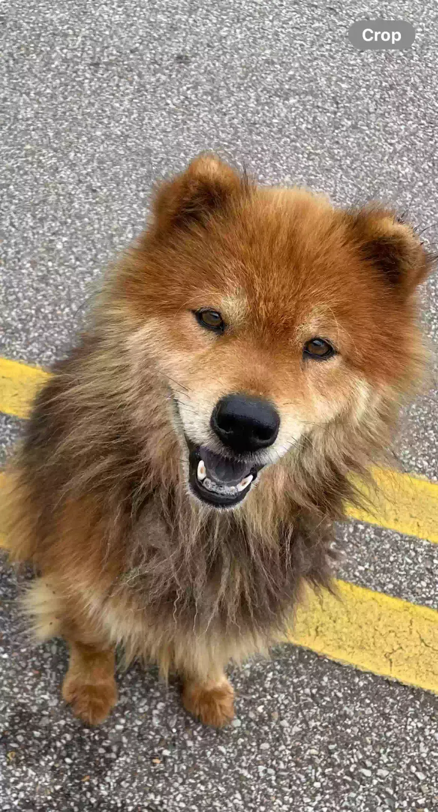 Found dog in Memphis, TN, 38134