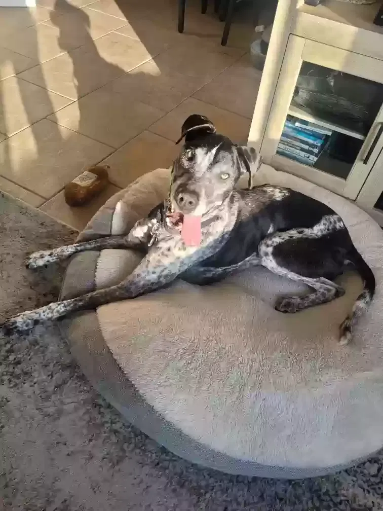 Lost dog in San Diego, CA, 92111