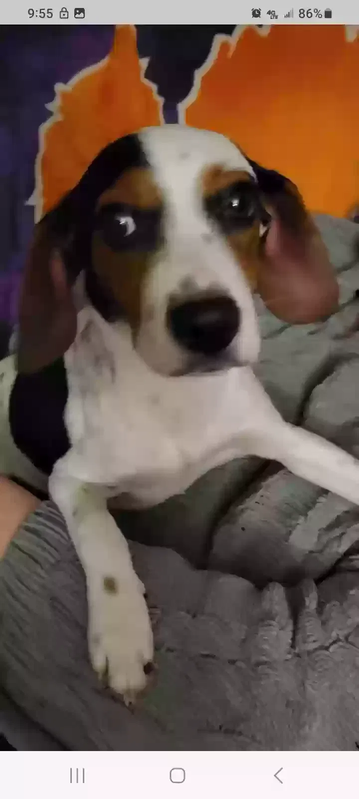 Lost dog in Rock Hill, SC, 29732