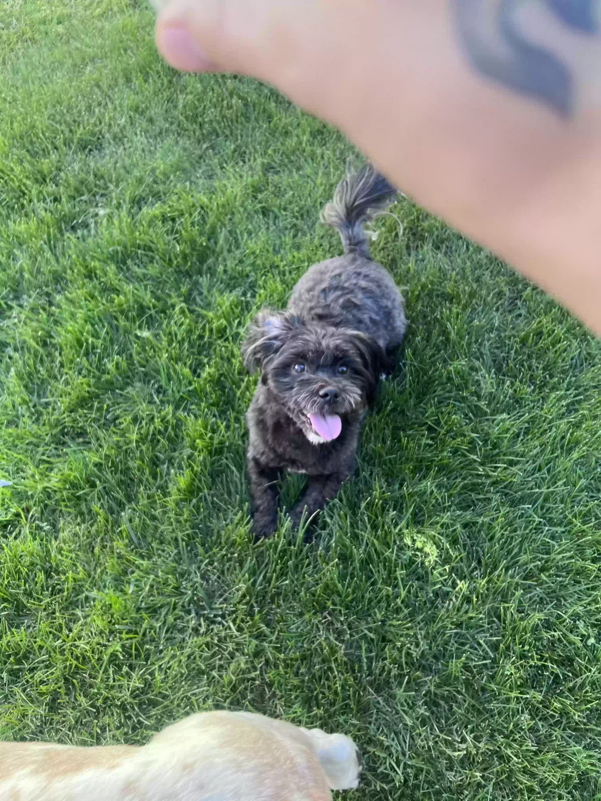 Lost dog in Fresno, CA, 93722