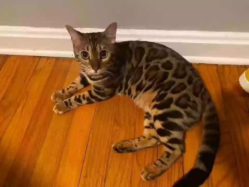 Lost cat in Lawrenceville, GA, 30046