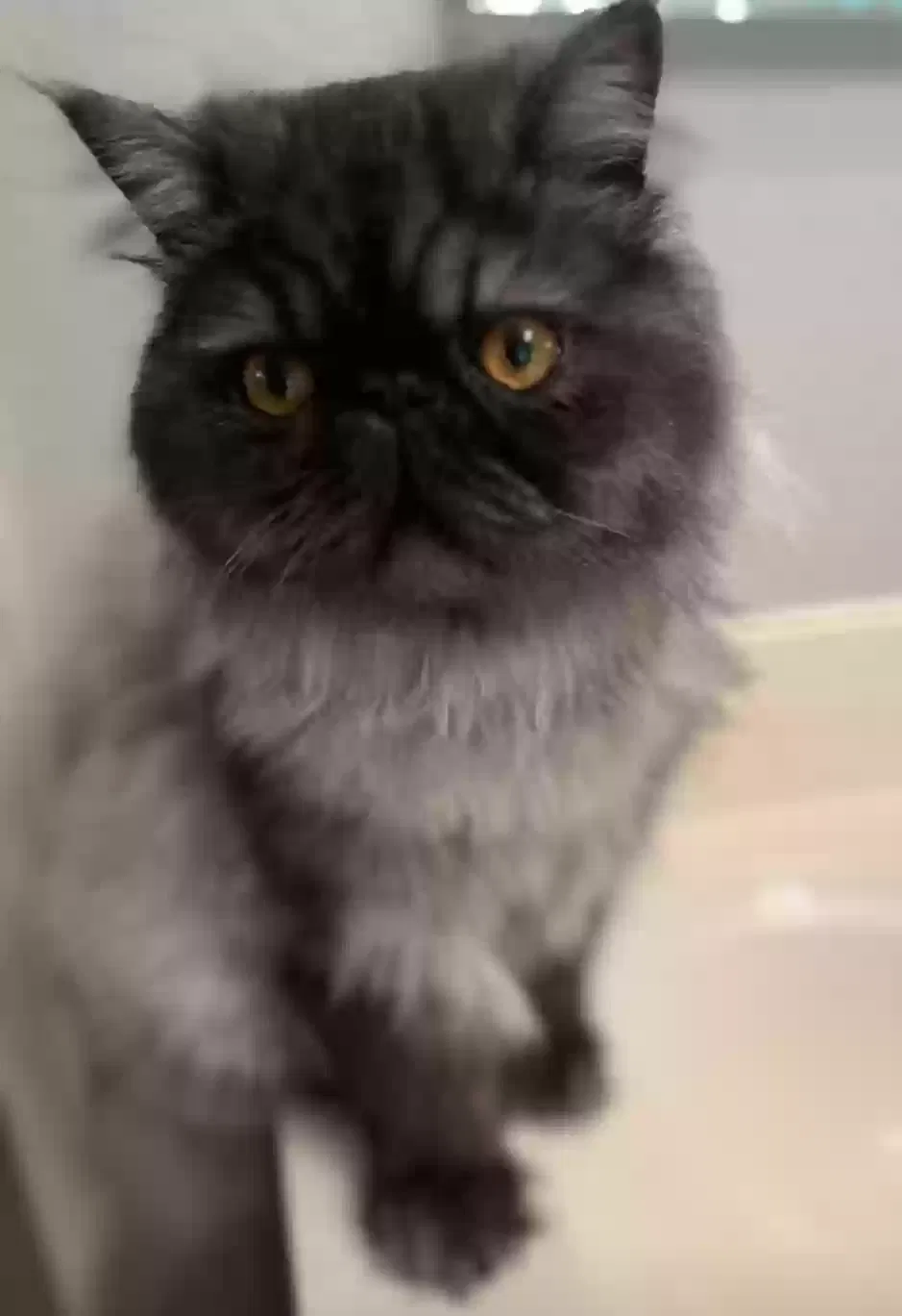 Lost cat in Lincoln, CA, 95648