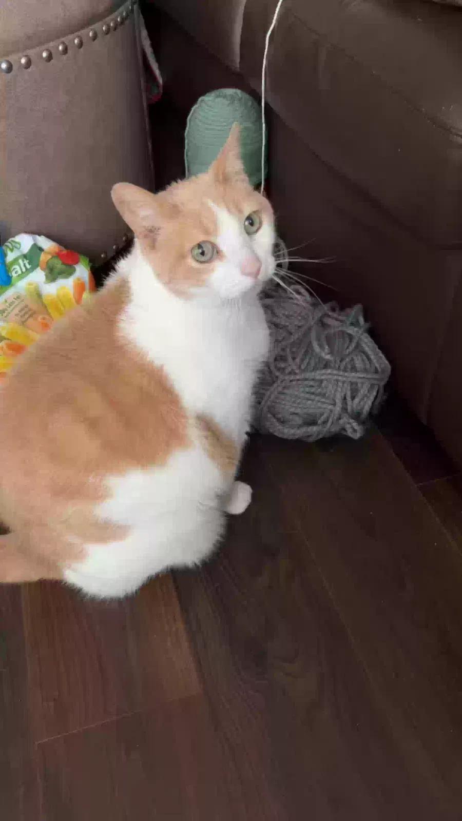 Lost cat in Montrose, MN, 55363