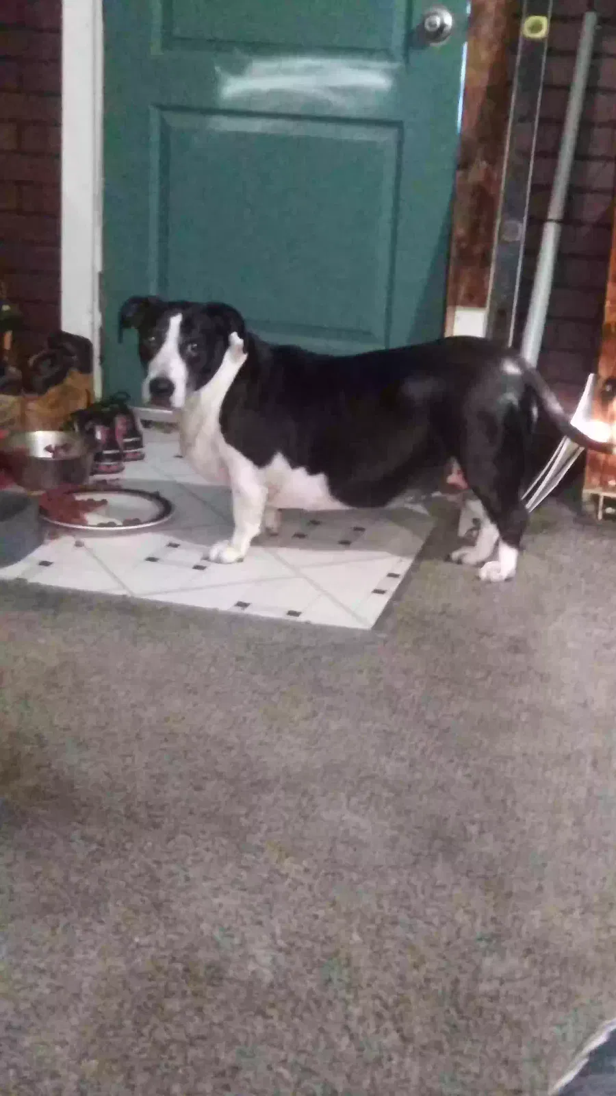 Lost dog in Rice, VA, 23966