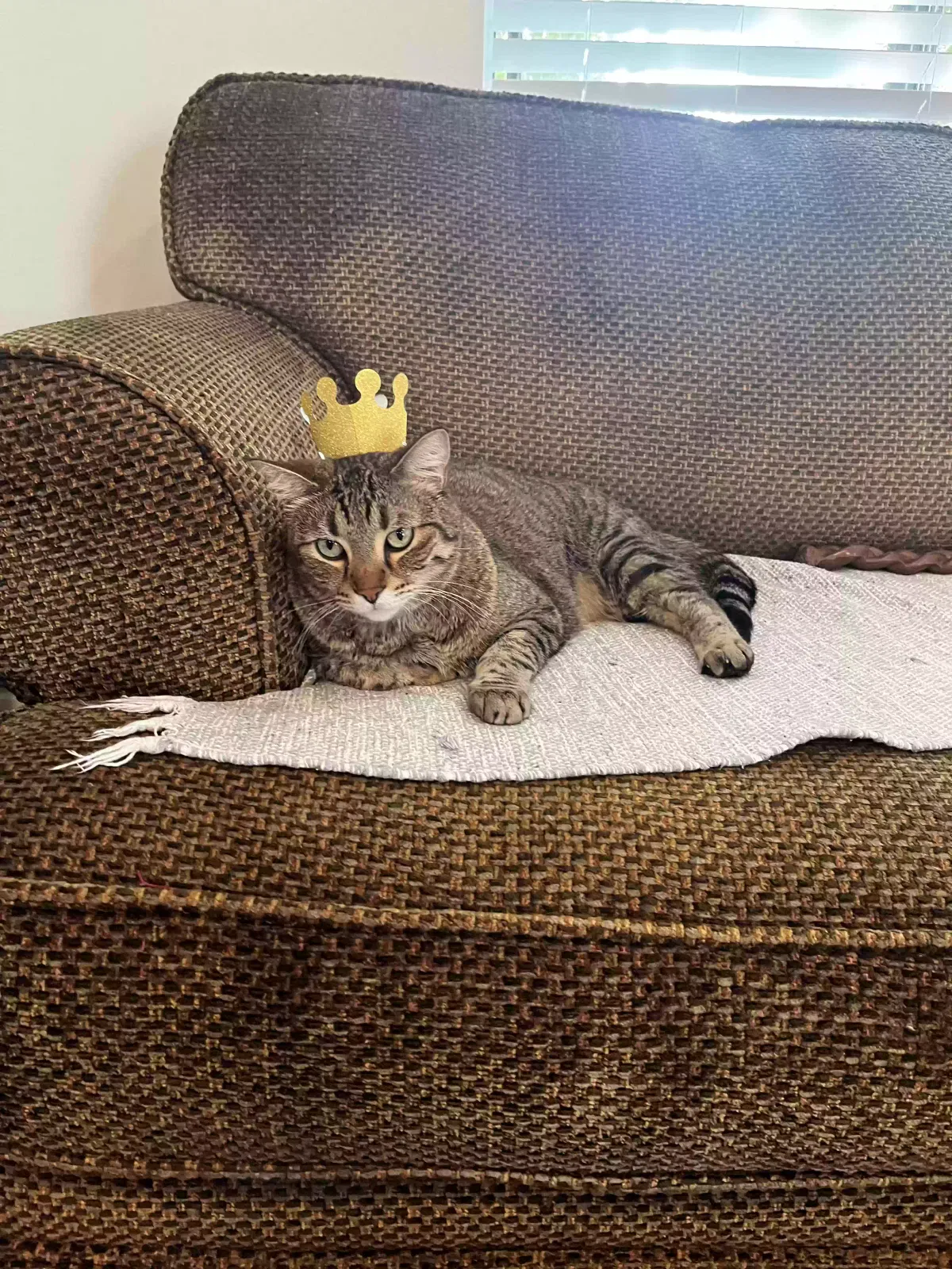 Lost cat in Oceanside, CA, 92056