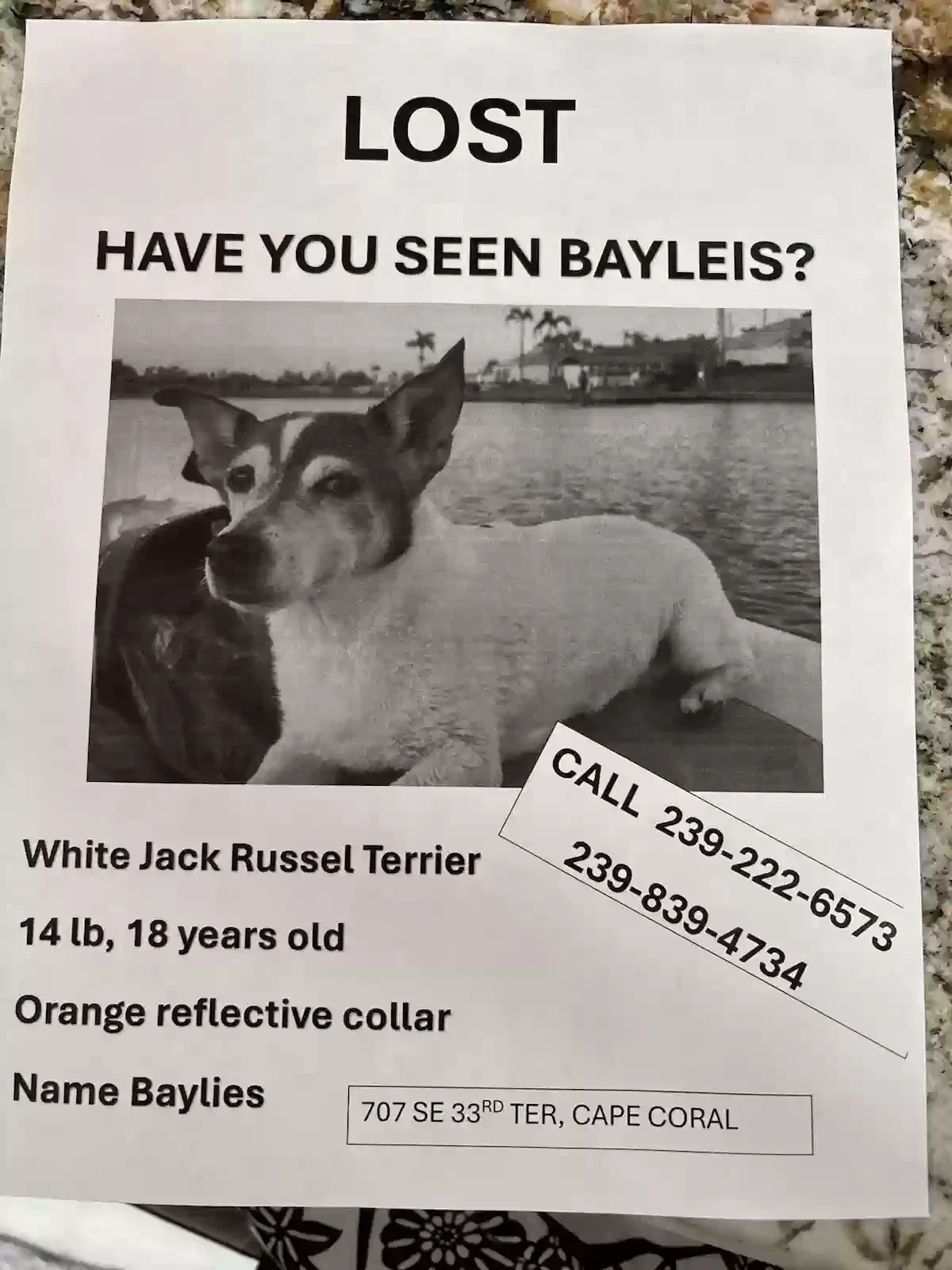 Lost dog in Cape Coral, FL, 33904