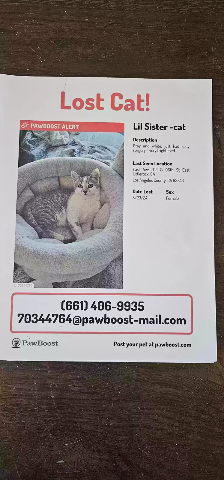Lost cat in Littlerock, CA, 93543