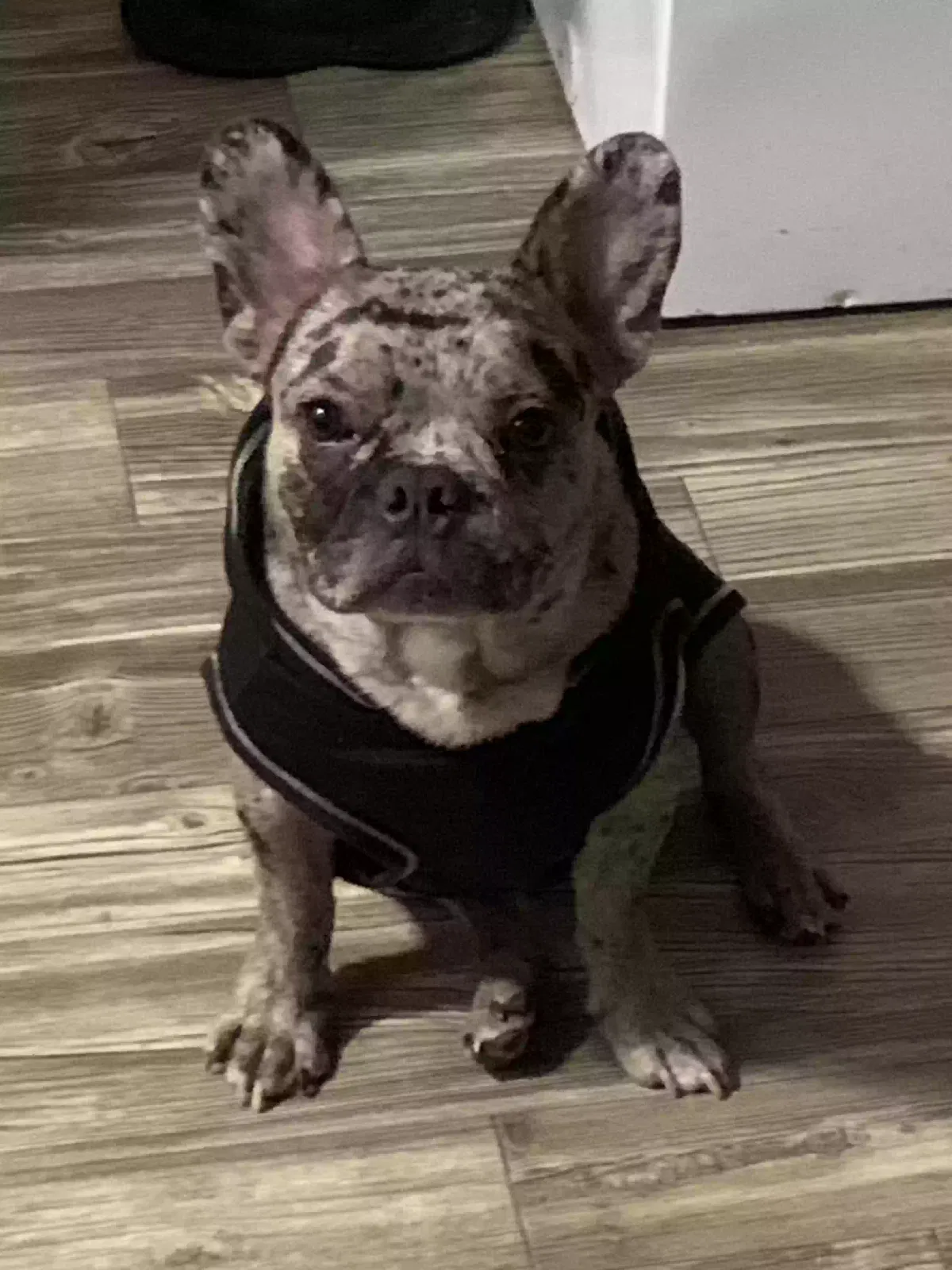Lost dog in Houston, TX, 77034