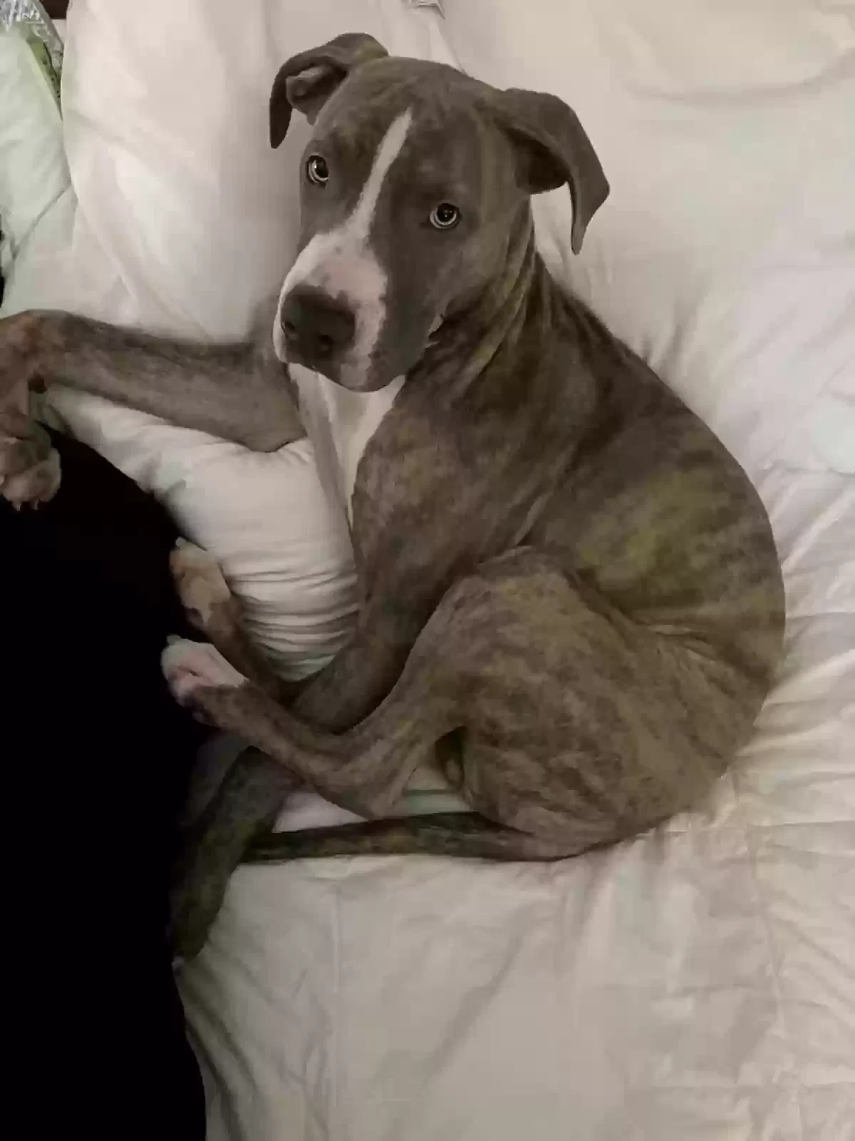 Lost dog in Topeka, KS, 66607