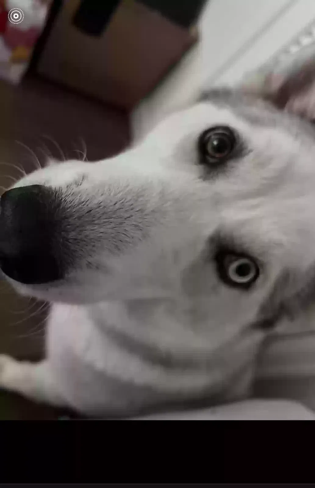Lost dog in Denver, CO, 80227