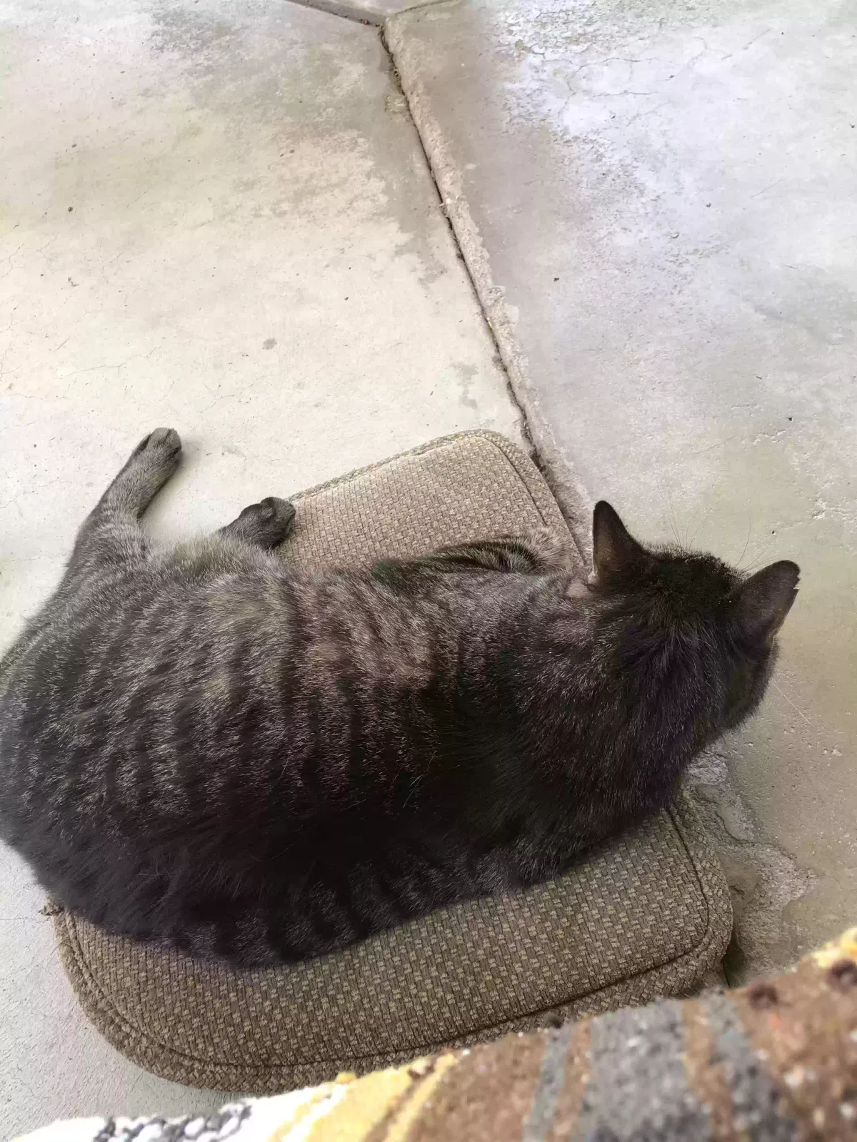 Lost cat in West Hills, CA, 91307