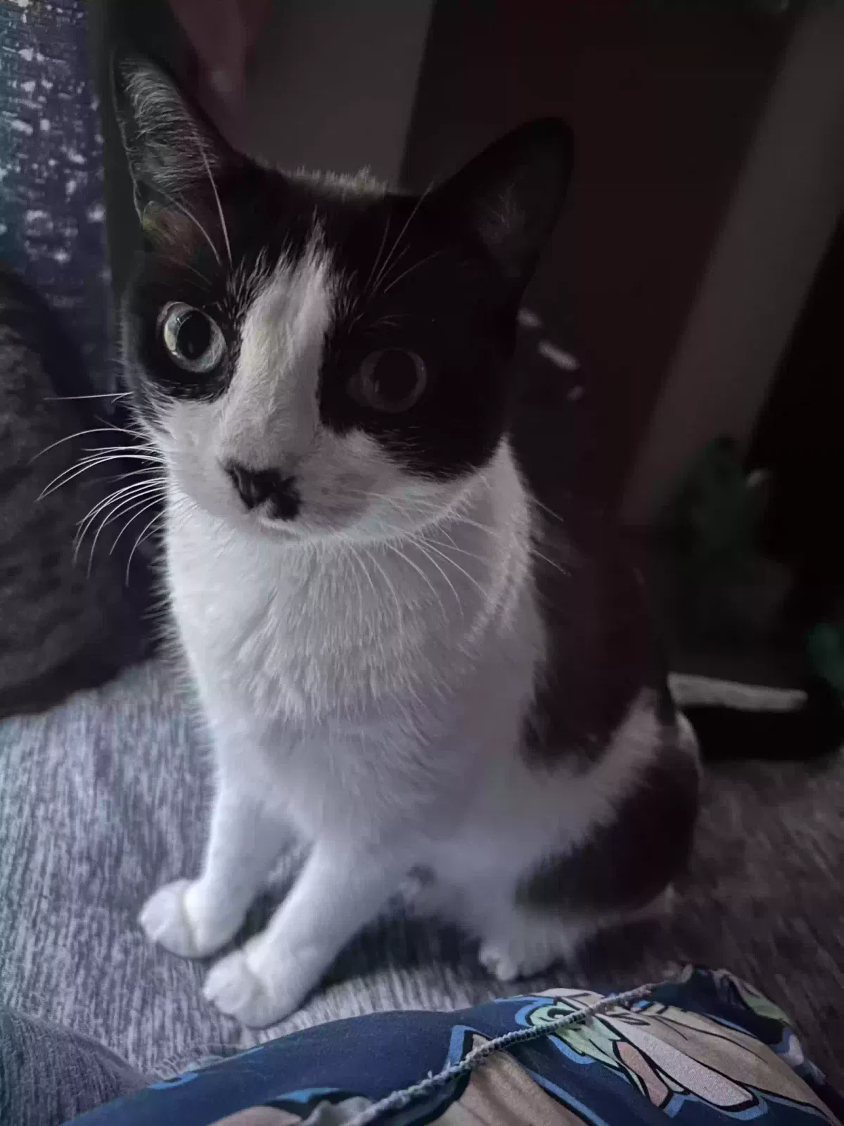 Lost cat in West Palm Beach, FL, 33415