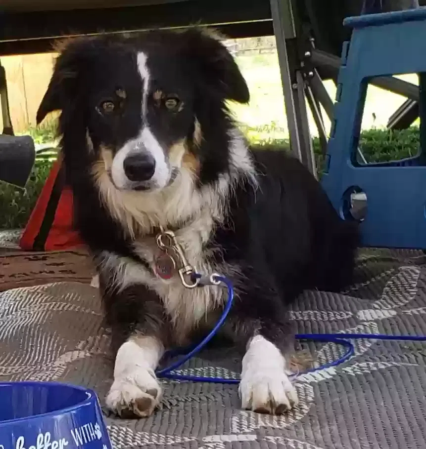 Lost dog in Charles City, VA, 23030