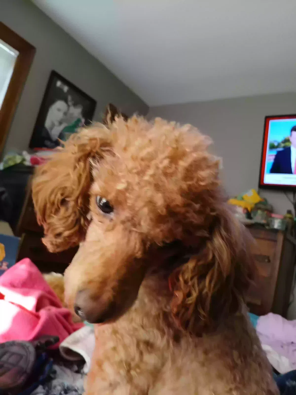 Lost dog in Jamestown, NY, 14701