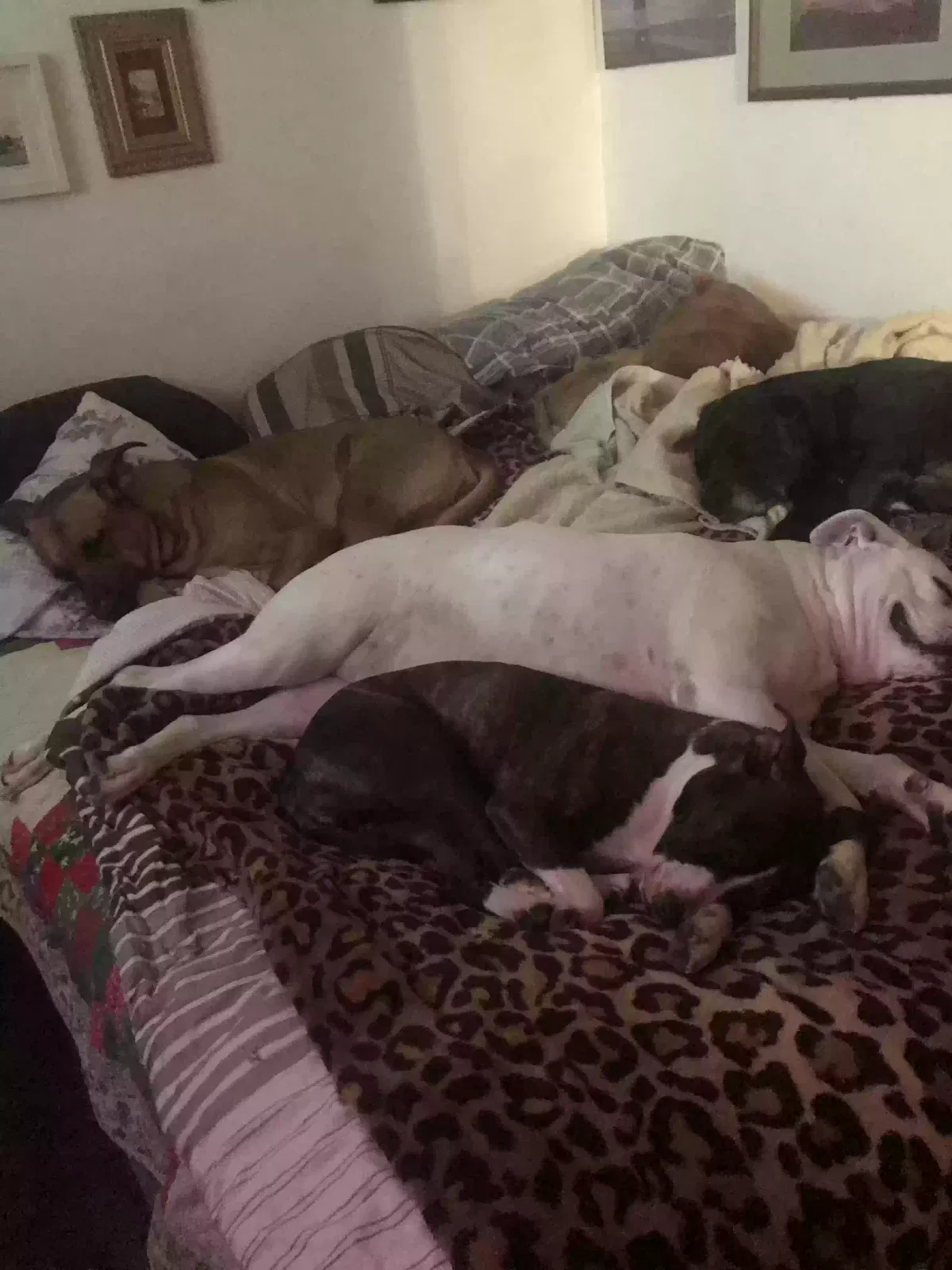 Lost dog in Muskegon, MI, 49442