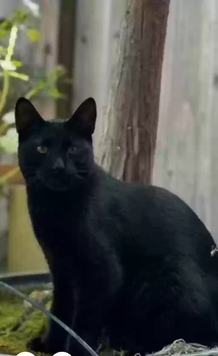 Lost cat in Brea, CA, 92821
