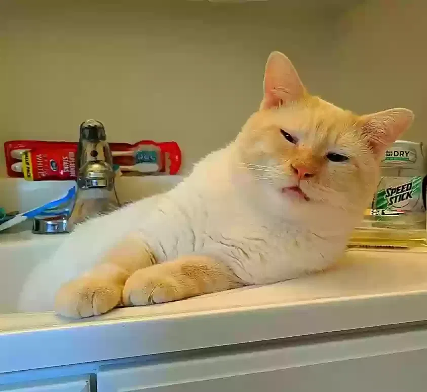 Lost cat in Penns Grove, NJ, 8069