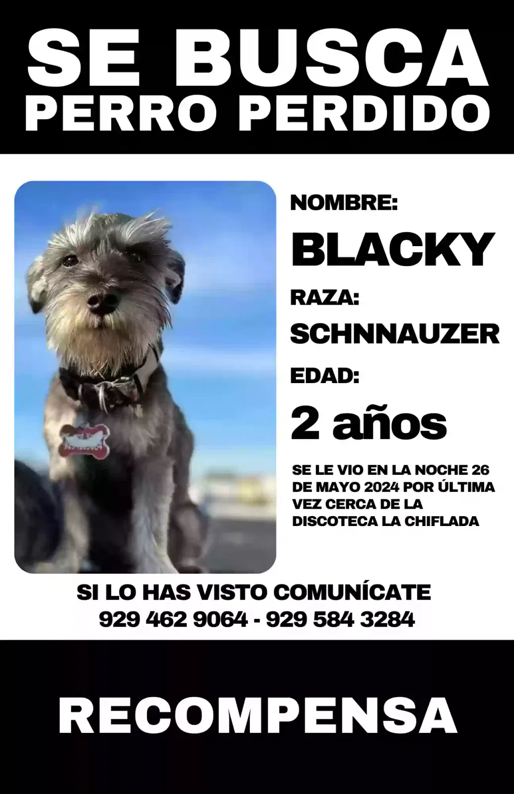 Lost dog in Paterson, NJ, 7501