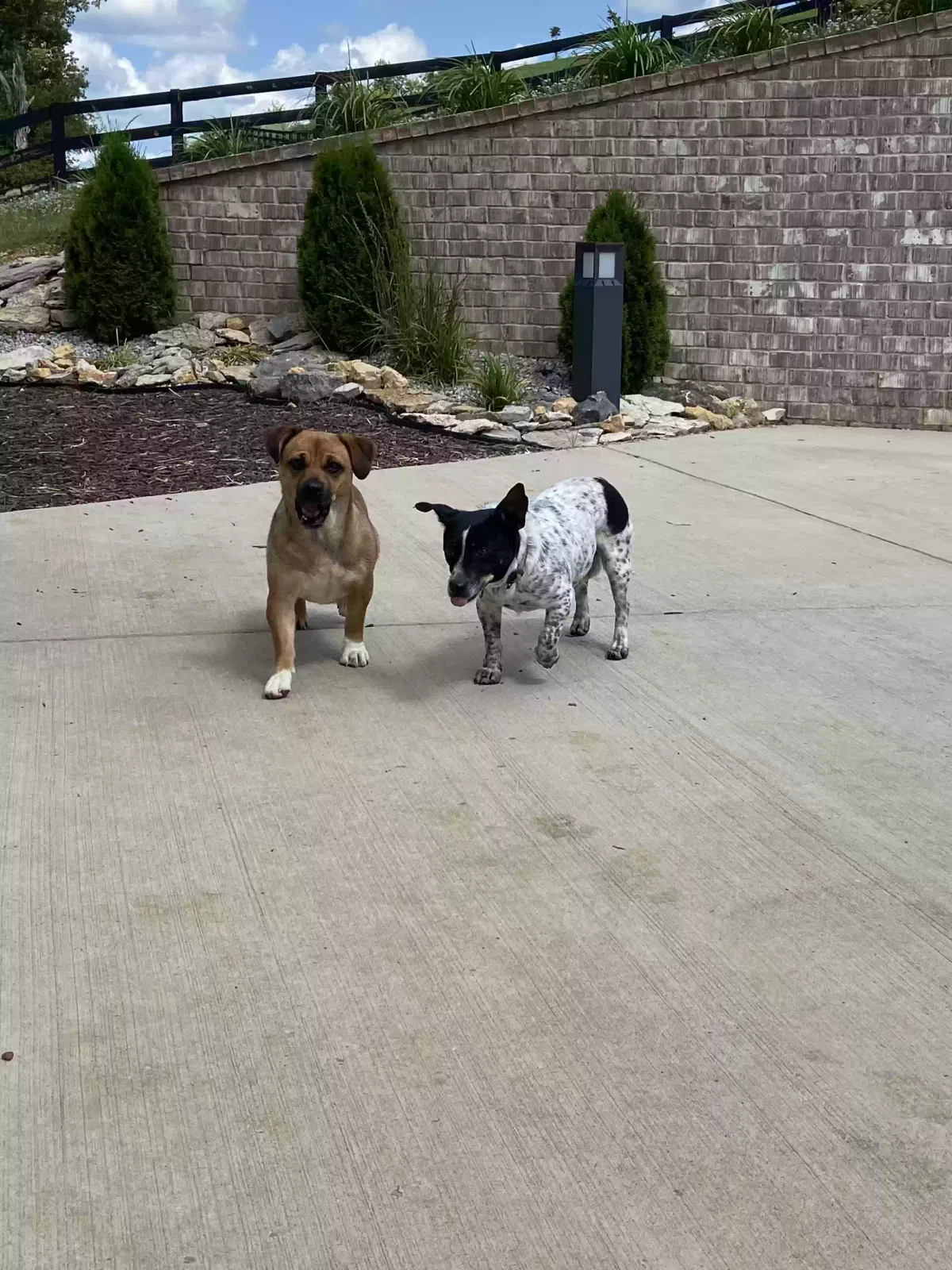 Found dog in Beechgrove, TN, 37018