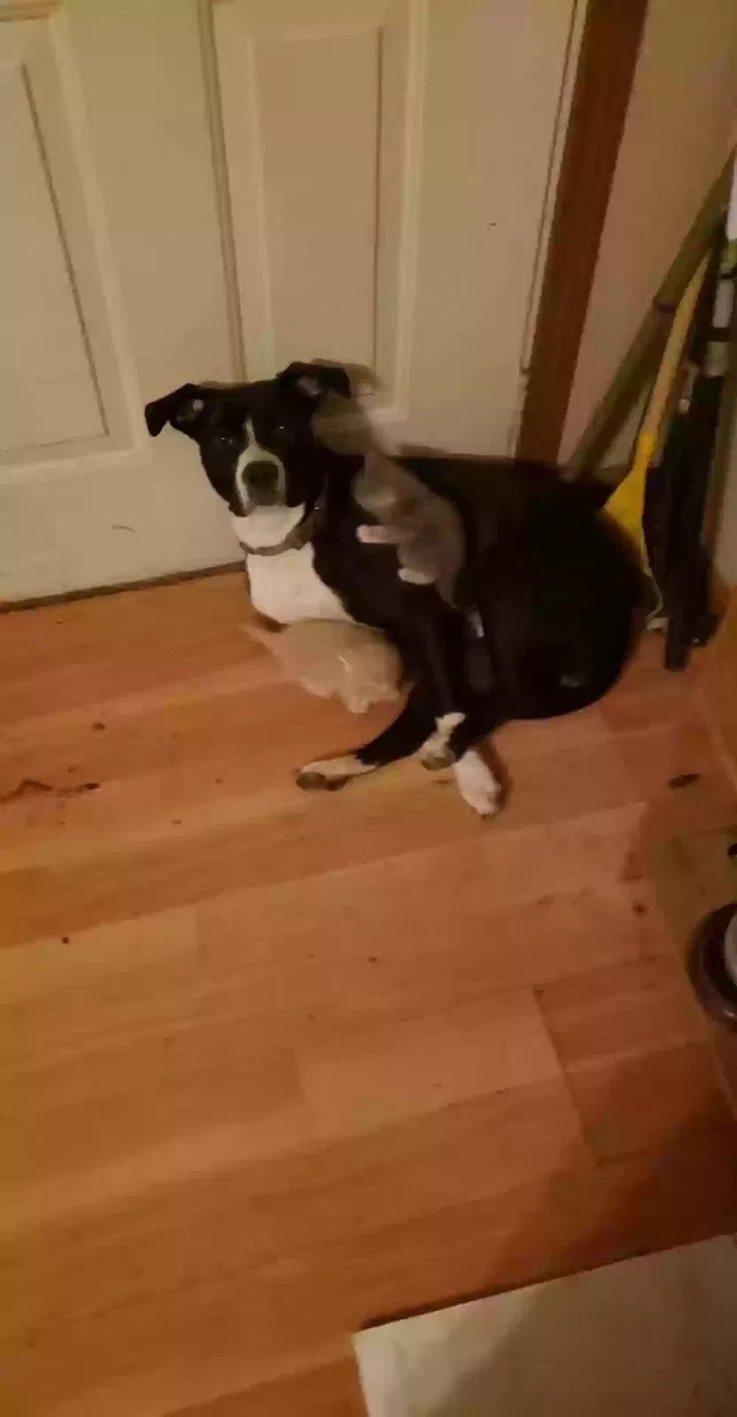 Lost dog in Unknown, TN, 35351