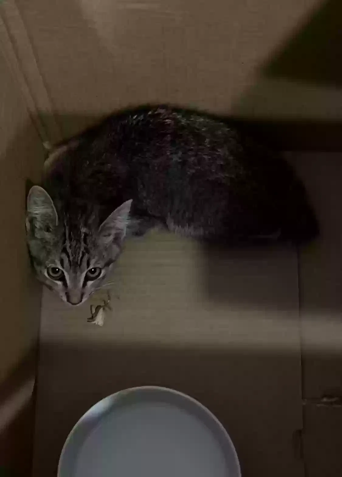 Found cat in Phoenix, AZ, 85018