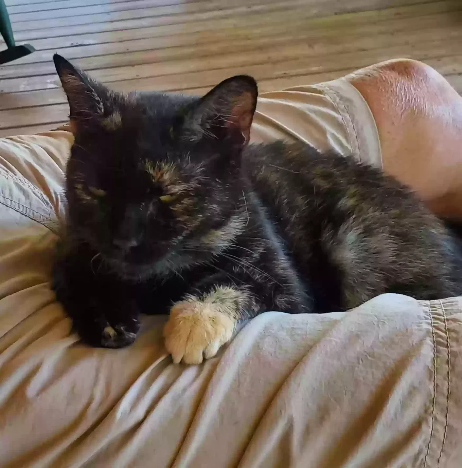 Lost cat in Lancaster, SC, 29720