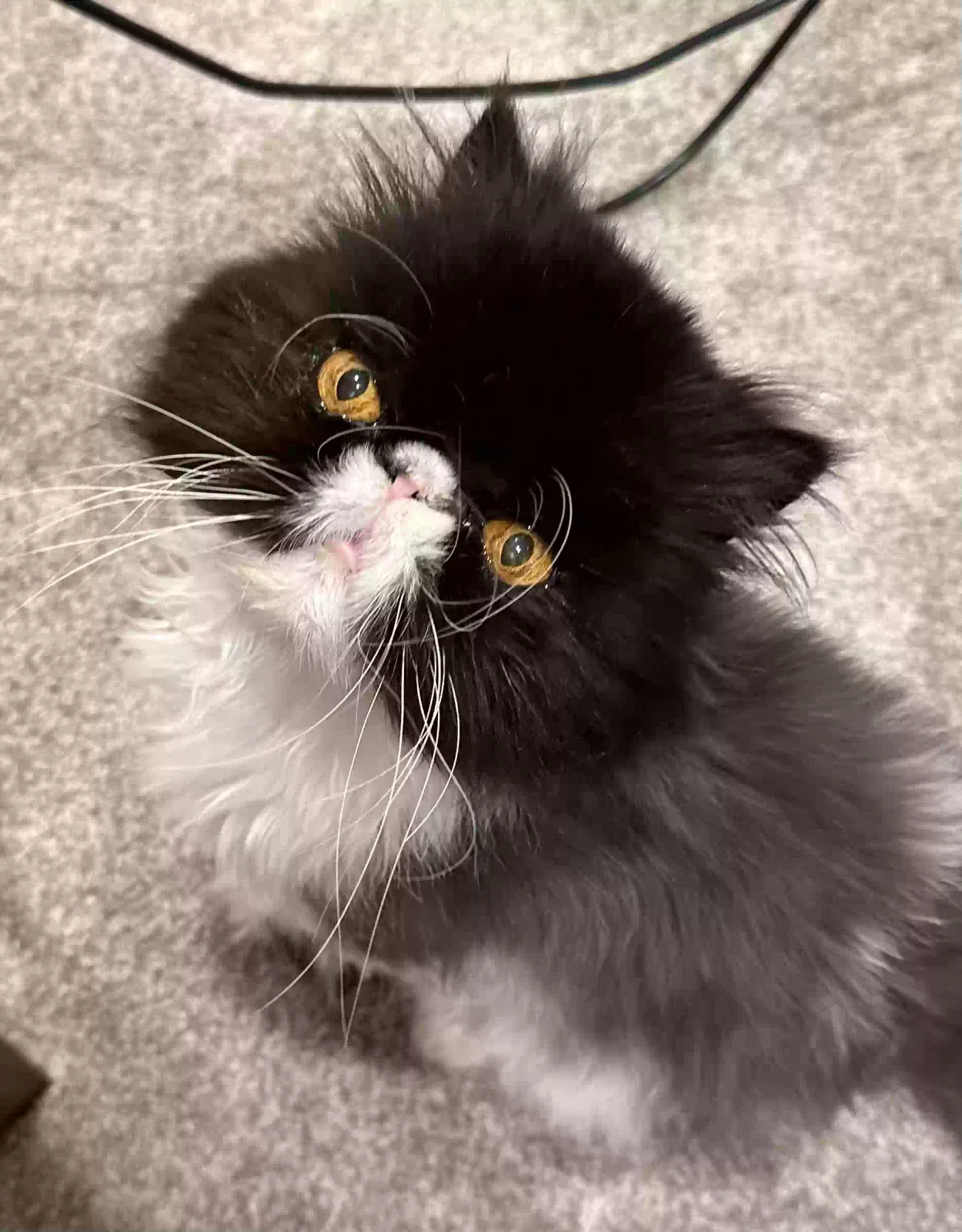 Lost cat in Aurora, CO, 80018