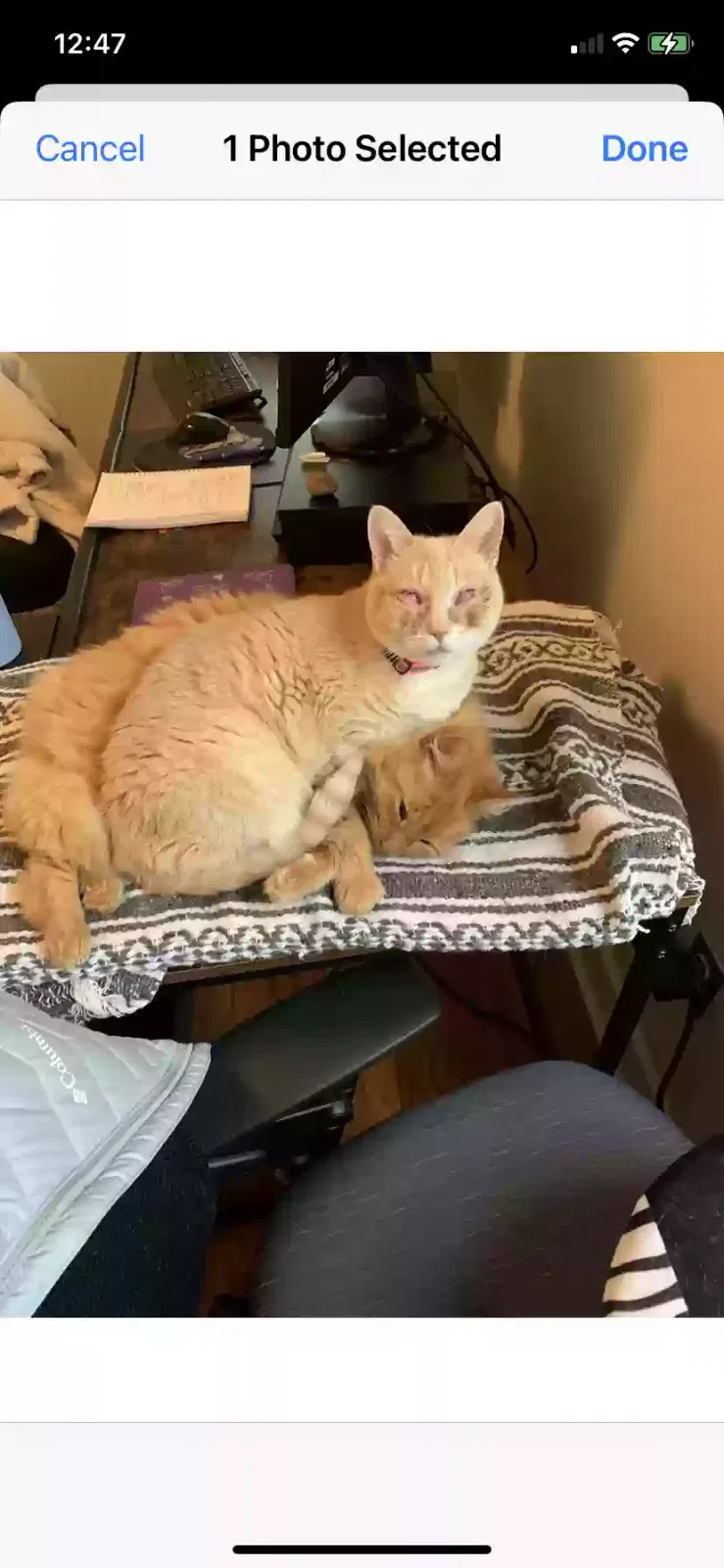 Lost cat in Memphis, TN, 38111
