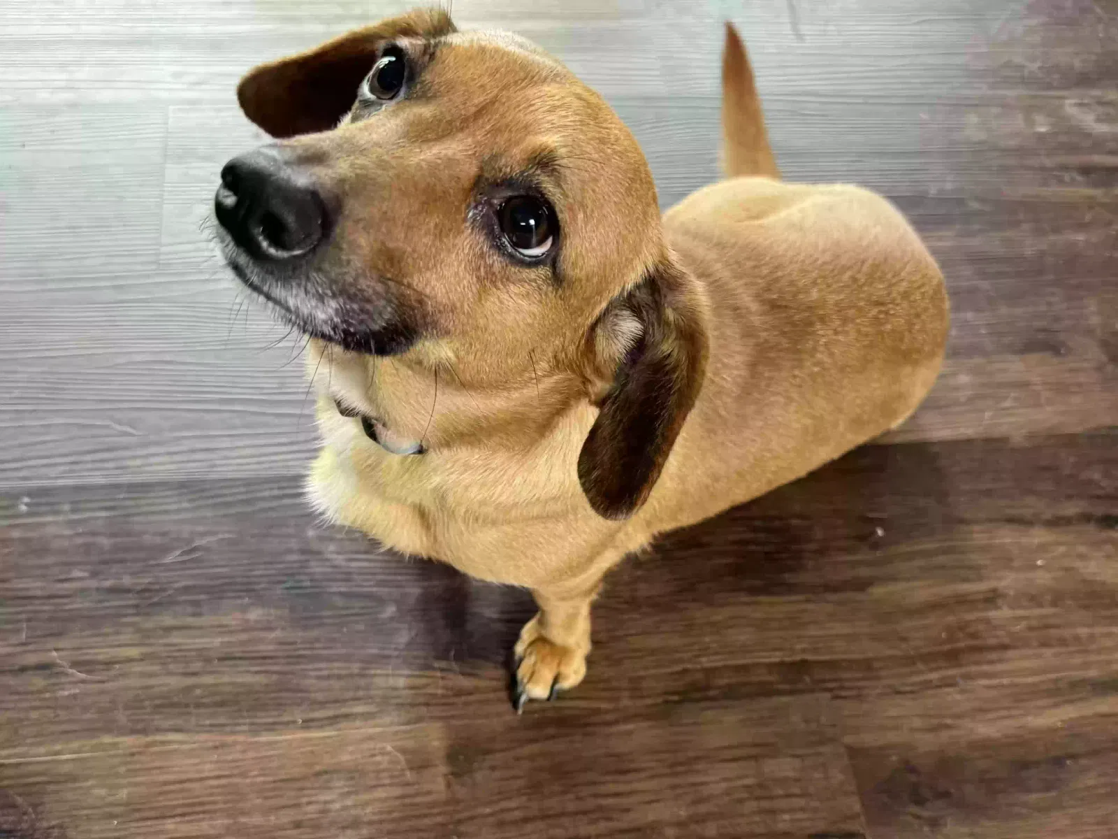 Lost dog in Dover, OK, 73734