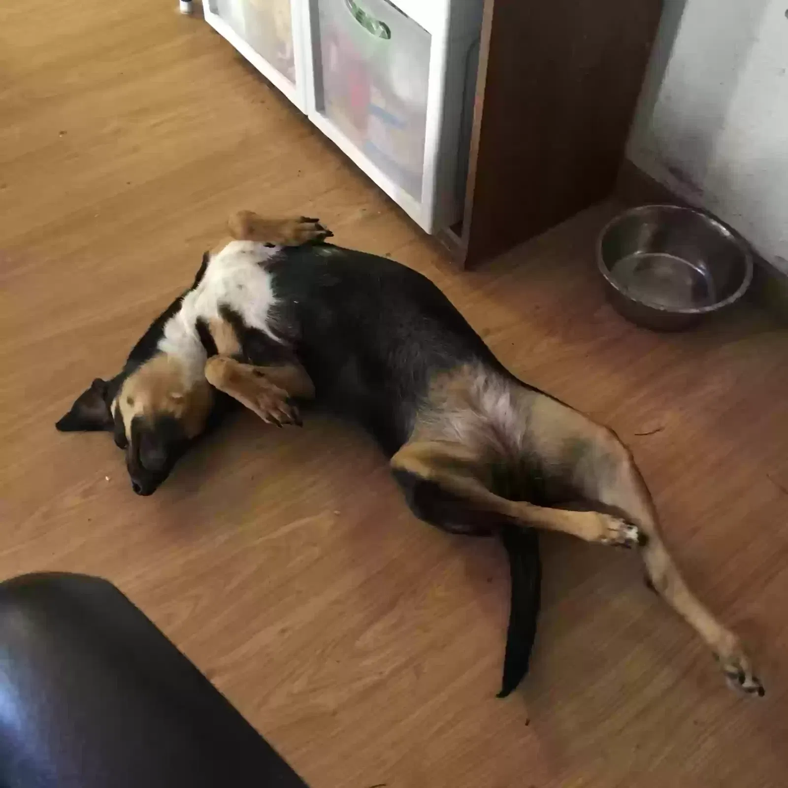 Lost dog in Las Vegas, NV, 89121
