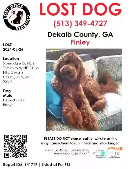 Lost dog in Atlanta, GA, 30306