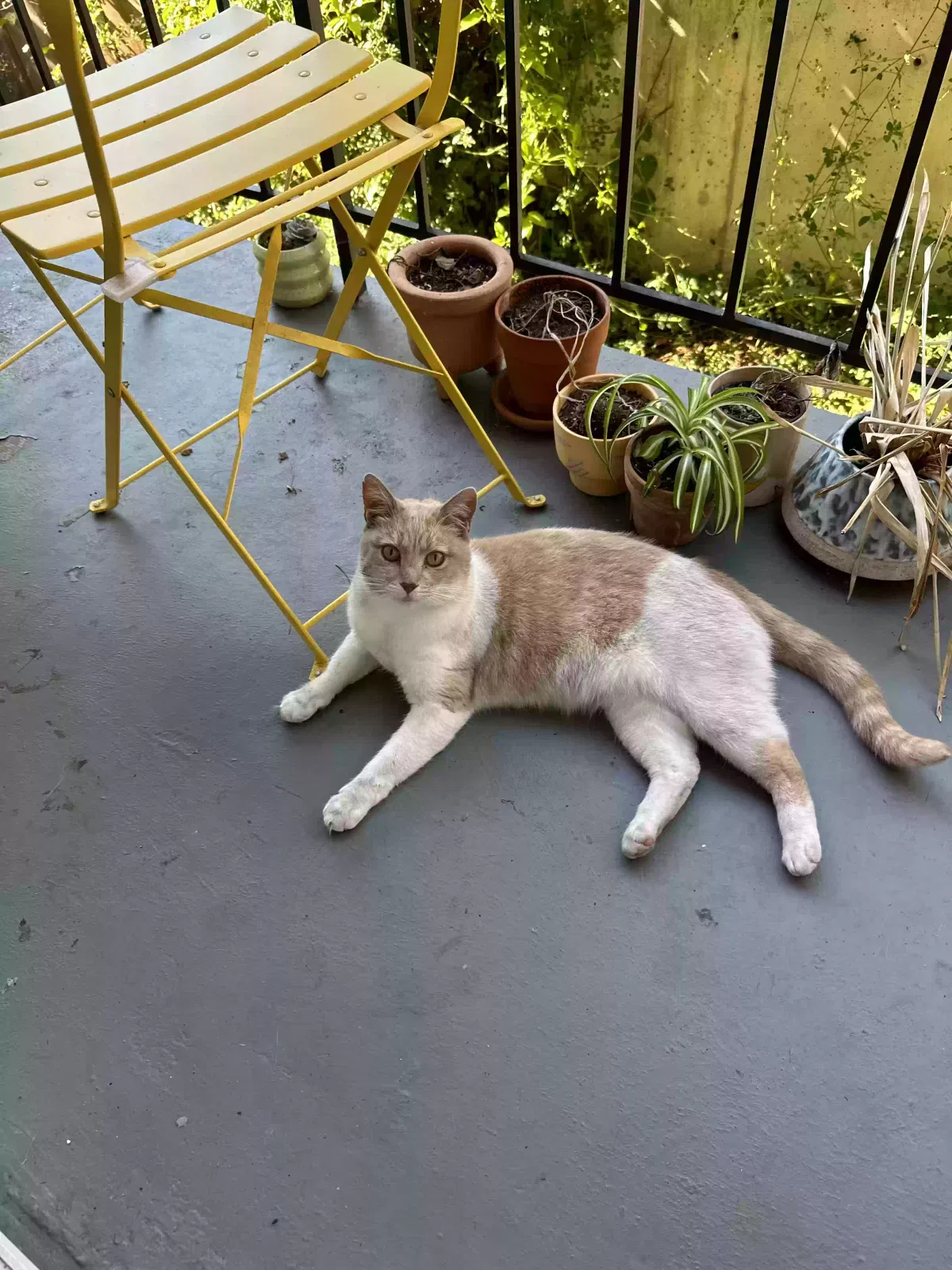 Lost cat in Vallejo, CA, 94590