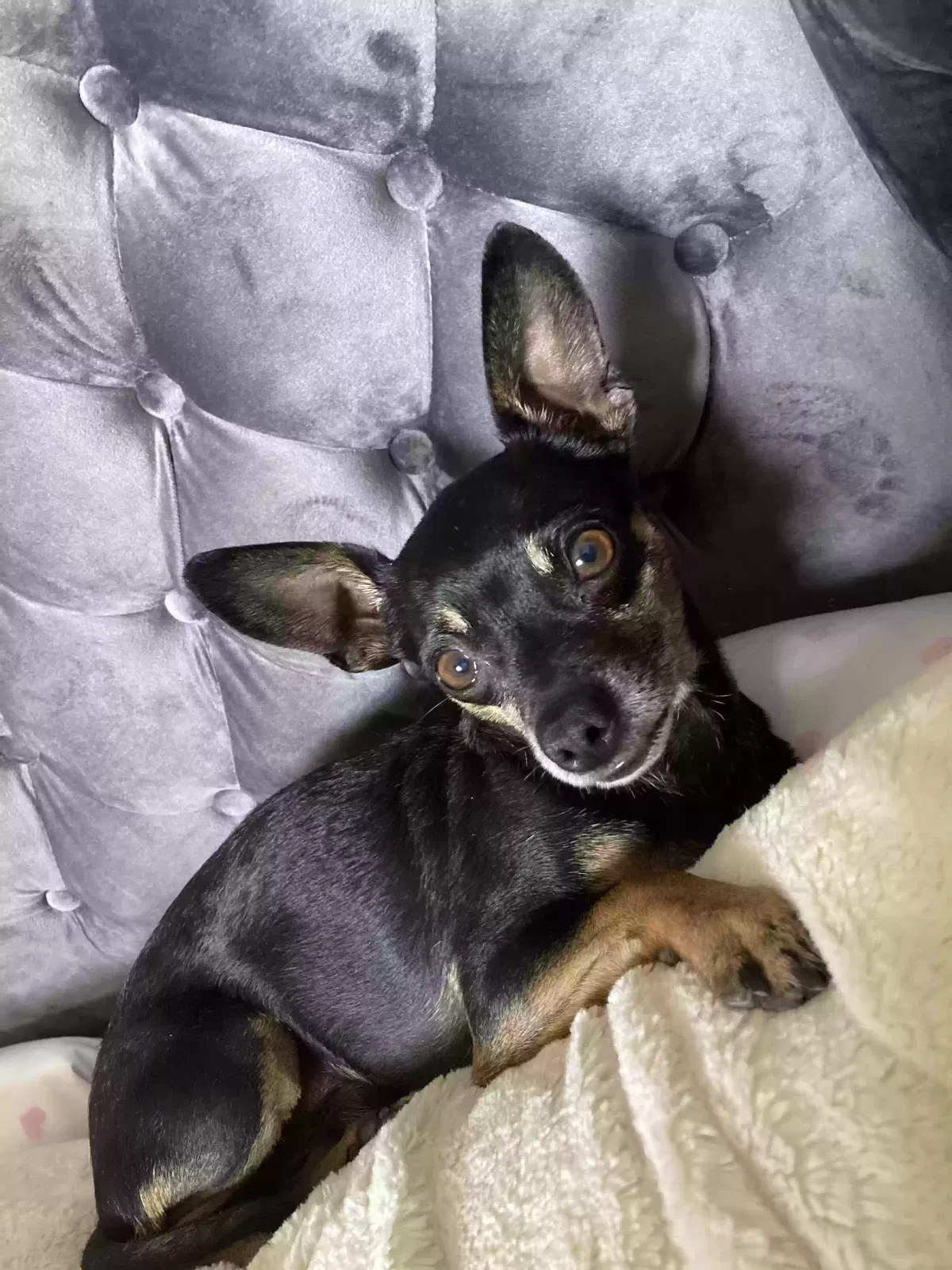 Lost dog in Pomona, CA, 91766